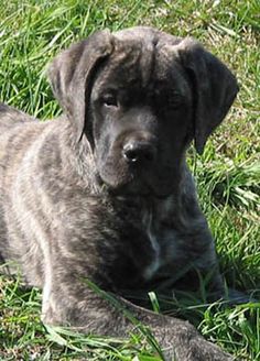 a black dog laying in the grass with his head turned to the side and eyes closed