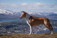 a brown and white dog standing on top of a hill