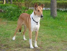 a brown and white dog standing on top of a grass covered field next to trees