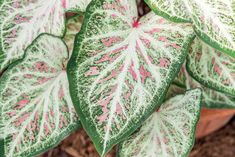 a close up of a green and white plant with pink spots on it's leaves