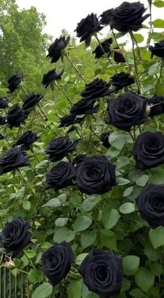 black roses are growing on the side of a fence