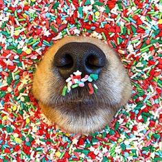 a dog with sprinkles on its nose laying down