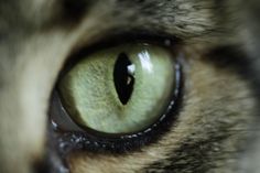 the cat's green eye is visible in this close up photo