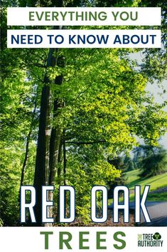 the words red oak trees are in front of a green forest with lots of trees