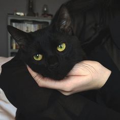 a black cat is being held by someone