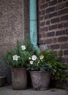 two potted plants sitting next to each other on the ground near a brick wall