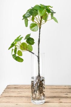 a potted plant in a glass vase filled with water and roots on a wooden table