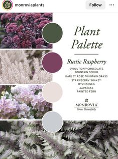 some plants with different colors and names on them, including pinks and purples