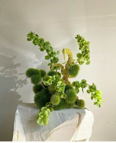 a green plant is sitting on a white surface