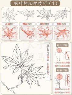 the instructions for how to draw maple leaves in chinese language, with pictures on each side