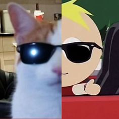 two pictures one has a cat and the other has sunglasses