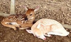 two deer laying on the ground next to each other