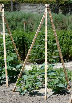 two wooden poles with plants growing in the ground next to each other on top of dirt