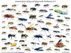 an insect poster with many different types of bugs