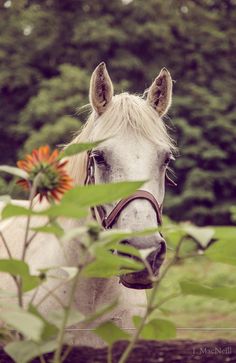 a white horse standing next to a lush green field with trees in the back ground