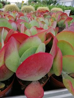 many potted plants are in the middle of a garden area with green and red leaves