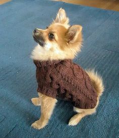 a small dog wearing a sweater on top of a blue carpeted floor in front of a window