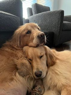 two golden retrievers cuddle together on the floor in front of a gray couch