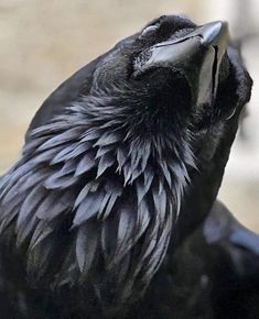 a close up of a black bird with it's beak open