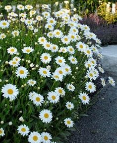 white flowers with yellow centers in front of green border and an orange border around them