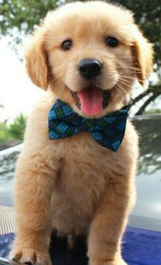 a puppy wearing a blue bow tie sitting on top of a car hood with its mouth open