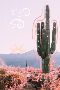 a large cactus in the middle of a desert