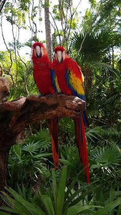 two red and yellow parrots sitting on top of a tree branch in the jungle