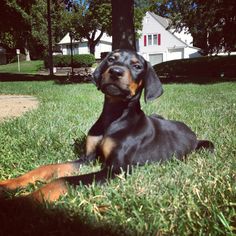 a black and brown dog laying in the grass