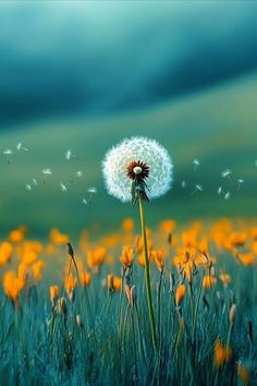 a dandelion blowing in the wind on top of a green field with yellow flowers