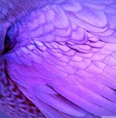 a close up view of an owl's head