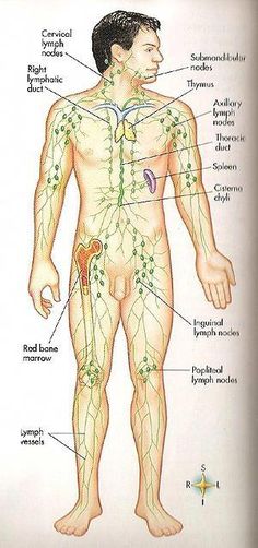 Lymphatic massage is used in facial treatments to reduce congestion & puffiness. It is also effective in decreasing swelling & bruising from cosmetic surgery, liposuction, breast reduction or implants, & laser surgery. In addition, the technique can be used to reduce the appearance of varicose & spider veins, wrinkles, rosacea & acne. Lymphatic Massage: Promoting… Breast Firming Exercises, Sunburn Peeling, Natural Face Care, Laser Surgery, Facial Treatments, Breast Reduction, Reflexology Massage, Botox Injections, Lymph Nodes