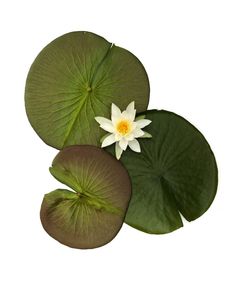 two water lilies with green leaves and yellow center on white background, viewed from above