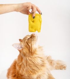 a cat that is laying down with its head on a small yellow piece of cloth