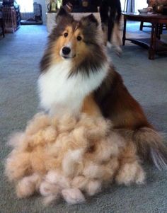 a dog is sitting on the floor with some hair