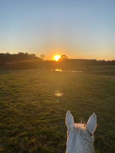 a white horse standing on top of a lush green grass covered field at sun set