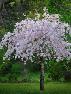 Are Weeping Cherry Trees Invasive?: Tall Weeping Cherry Tree at a Park Flowering Cherry Tree, Japanese Garden Design, White Petals