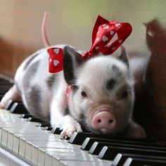 a small pig with a red bow on its head laying on top of a piano