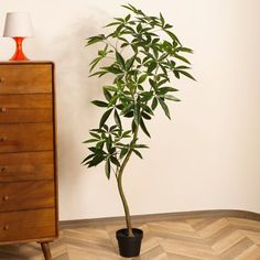 a potted plant sitting on top of a wooden floor next to a dresser and lamp