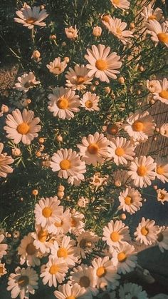 a bunch of white daisies with yellow centers in a square frame on a black background