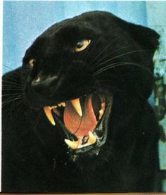 a black cat with it's mouth open and its teeth wide open, showing fangs