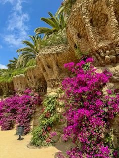 purple flowers growing on the side of a stone wall with palm trees in the background