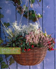 a hanging basket filled with lots of flowers on a blue wooden wall behind a fence