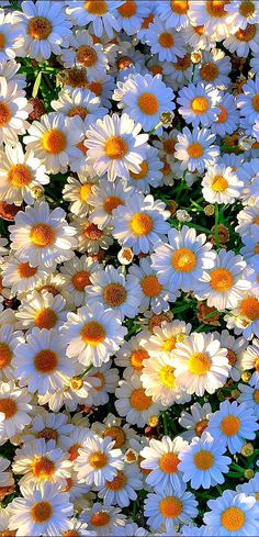 many white and yellow flowers with orange centers