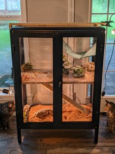 two cats sitting in front of a glass case with an animal on it's side