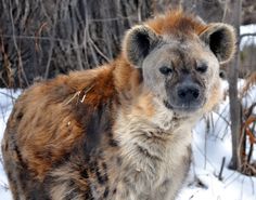 a hyena standing in the snow with it's head turned to the side