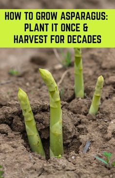 asparagus growing in dirt with text overlay how to grow asparagus plant it once & harvest for decades