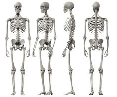 three different views of the human skeleton in various poses, with arabic text above it