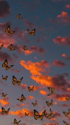 many butterflies flying in the sky at sunset