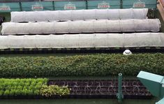 several rows of green plants with white covers on them