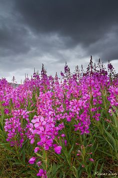 purple flowers growing in the grass under a cloudy sky